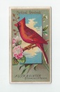 Cardinal Grosbeak front
