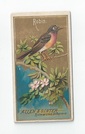 Robin front