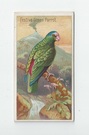 Festive Green Parrot front
