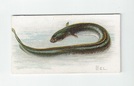 Eel front