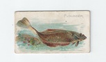 Flounder front