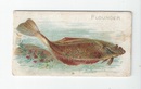 Flounder front