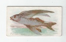 Flying Fish front