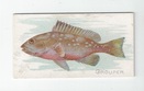 Grouper front