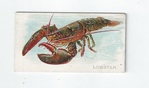 Lobster front