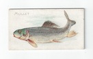 Mullet front