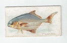 Pampano front