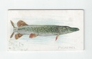 Pickerel front