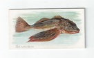 Sea Robin front