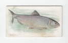 Shad front