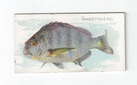 Sheepshead front