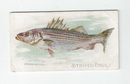 Striped Bass front
