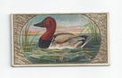 Canvas Back Duck front