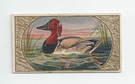 Canvas Back Duck front