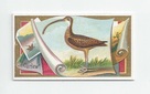 Curlew front