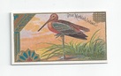 Great Marbled Godwit front