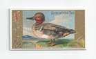 Green-winged Teal front