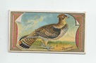 Pheasant front