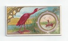 Scarlet Ibis front