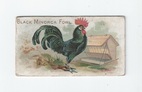 Black Minorca Fowl front
