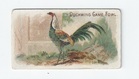 Duckwing Game Fowl front