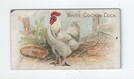 White Cochin Cock front