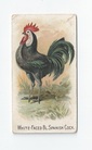 White-Faced Bl. Spanish Cock front