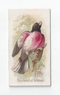Rose-breasted Grosbeak front