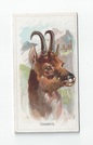 Chamois front