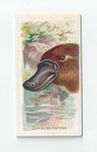 Duck-billed Platypus front