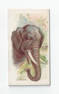 Elephant front