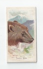 Grizzly Bear front