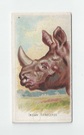 Indian Rhinoceros front