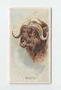 Musk Ox front