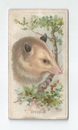 Opossum front