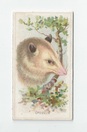 Opossum front
