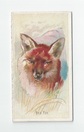 Red Fox front