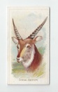 Senegal Antelope front