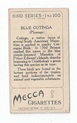 Blue Cotinga back