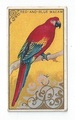 Red and Blue Macaw front
