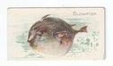 Blowfish front