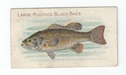 Large Mouthed Black Bass front