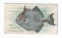 Triggerfish front