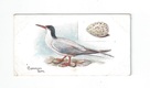 Common Tern front