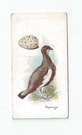 Ptarmign front