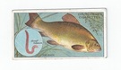 Tench front