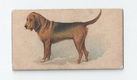 Bloodhound front