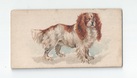 Toy Spaniel front