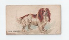 Toy Spaniel front