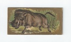 African Wild Boar front